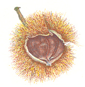 David-Adams-Chestnut-Art