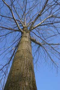 Timburr-Chestnut-tree