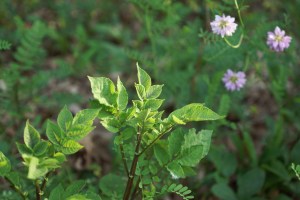 Ecos purple potato-crownvetch